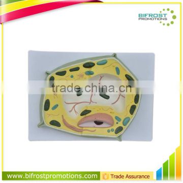 Vivid Medical Anatomical Biological Teaching Plant Cell Model