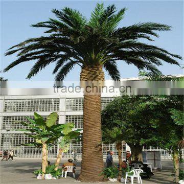 SJ12001117 artificial palm dubai uae/fake palm plant tree