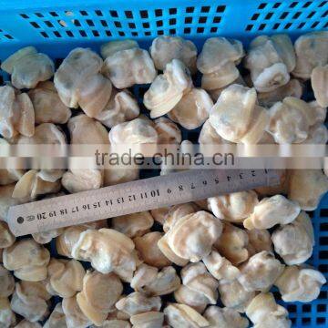 Tip-top Quality Frozen Short Necked Clam Meat photo-2