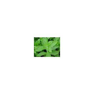 Stevia