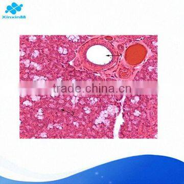 Submandibular gland microscope slide for education medical science study