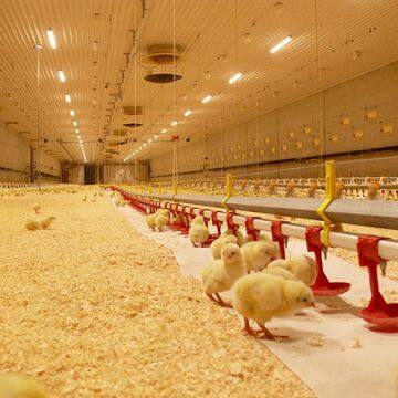 Automatic Poultry Farm Equipment Chicken Drinking System for Broiler Farm photo-4