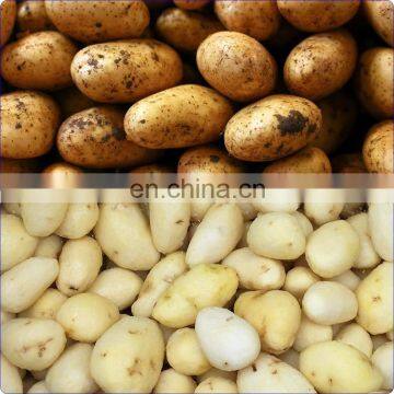 Fully Automatic French Fries Potato Chips Making Line photo-5