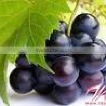 100% Natural Grape Seed P.E./grape Seed Extract Powder photo-2