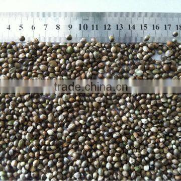 Hemp Seeds