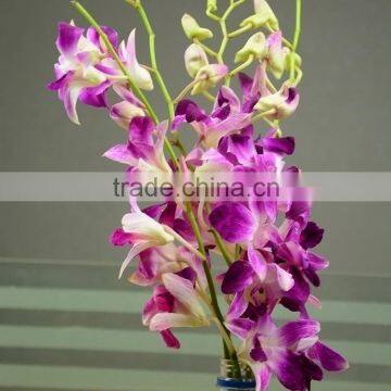 Fresh color new coming hotel purple orchid flower