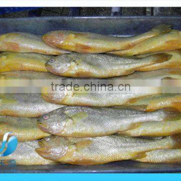 FROZEN LARGE YELLOW CROAKER FISH(SEAFOOD)