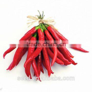 red hot pepper hybrid seeds for export SXP No.12