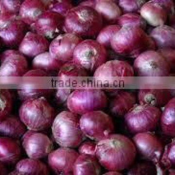 Red/Pink colour fresh onion