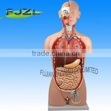 25parts human anatomy Torso model Dua-I-Sex torso model