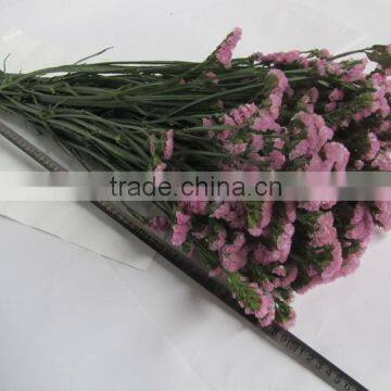 Wide Varieties Hotsell Myosotis Cut Flower on Selling photo-2