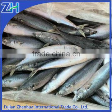 pacific mackerel 400-600g China supplier, fishery company fish price