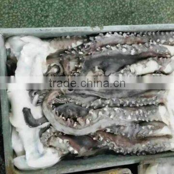 dancer cut giant squid tentacles, socker clean, no eyes no mouth Peru tentacles