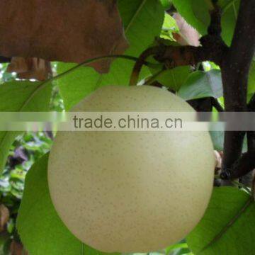 Supply pear to all the counry wholesale pear