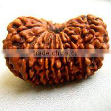 16-Face Rudraksha
