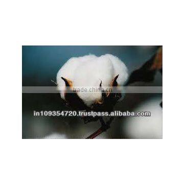 BCI Raw Cotton
