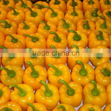 Fresh yellow Capsicum