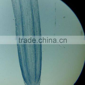 botany and zoology Mitosis Meiosis prepared slides set for higher education