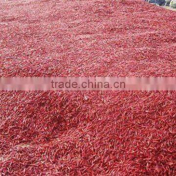 Tianying chilli