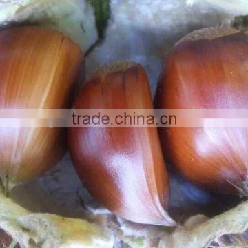 organic water chestnut best quality