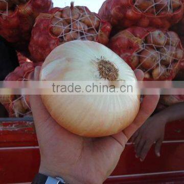 Yellow Onion