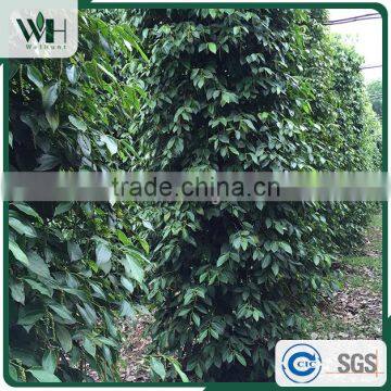 Cambodia Best Grade Black Pepper 550gl/500gl for Black Pepper Extract photo-3