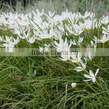 Zephyranthes candida flava Zephyranthes Cream Color