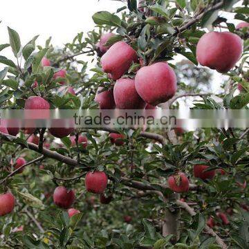 Red Color and Pome Fruit Product Type Red Delicious Apple photo-6