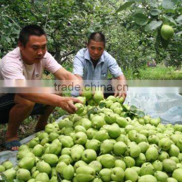 Fresh Early su Pear With Best Price by Whole Sale photo-5