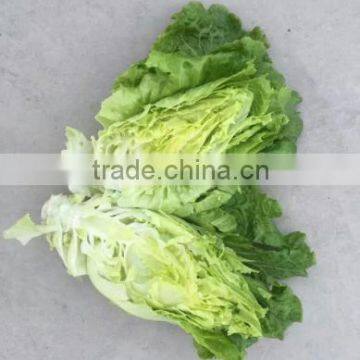 2016 Chinese Vegetable Hybrid Resistance Heat Lettuce Seed for Growing-letuuce 369 photo-3