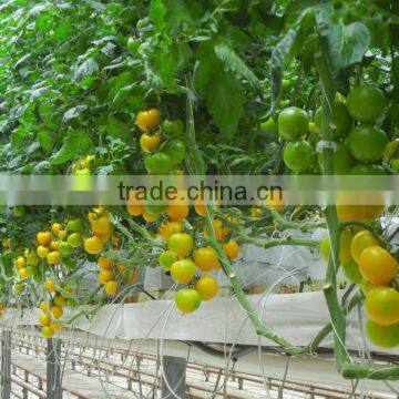 Coir pith Vegetable Grow Bags