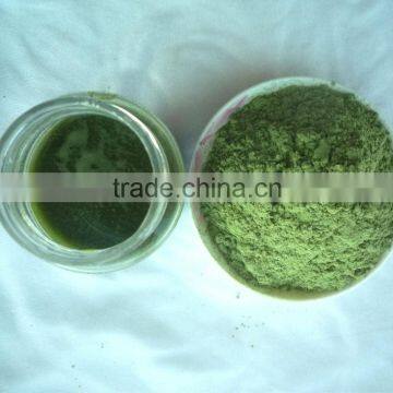 2015 Organic wheat grass powder/young wheat leaves powder/wheat seedling powder 200mesh