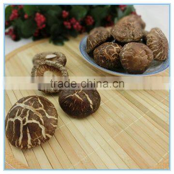 Log China Dried Organic Fulvous Frezon Flower Shiitake Mushroom