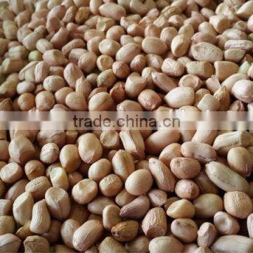 Groundnut kernels or Peanuts