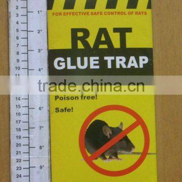 rat glue traps