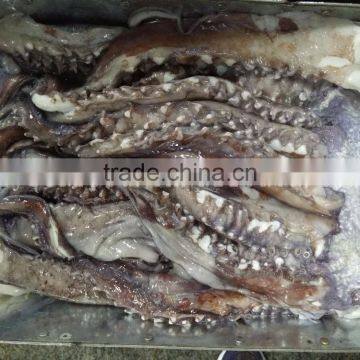 Frozen giant squid head tentacle