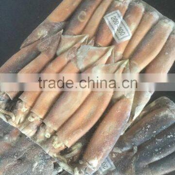 200-300G Frozen Argentina Squid For Thailand photo-3
