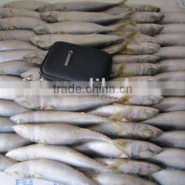 FROZEN MACKEREL (8-10pcs)