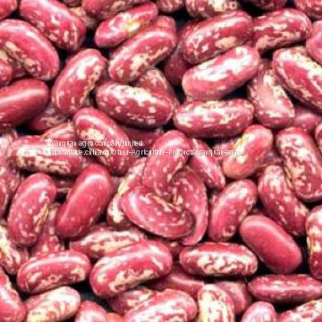 red speckleed kidney bean