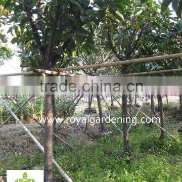 Ficus Elastica photo-2