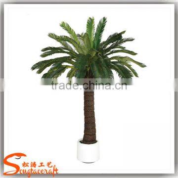 China Suppliers Small Palm Trees Cycas Revoluta Price Cycas Revoluta photo-5