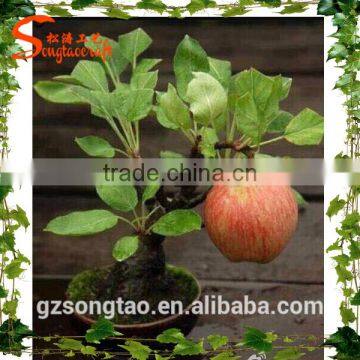 Realistic mini Apple plants fresh apple fruits for sale