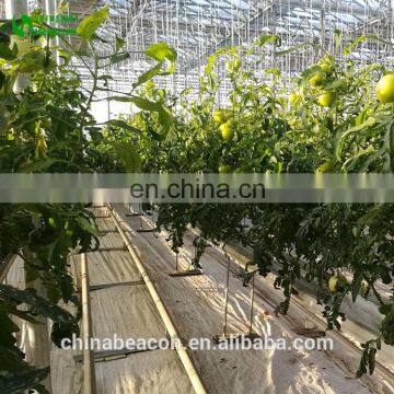 Agricultural Greenhouse Eggplant Hydroponics and Coconut Cultivation Equipment/Hydroponics Growing Systems /Hydroponic Trays photo-2