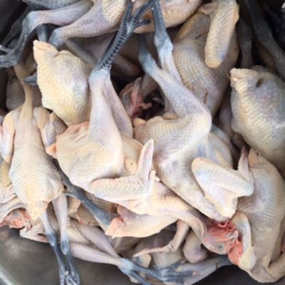 Black Feet Chicken Frozen Whole Raw Chicken China Wholesale Low Price