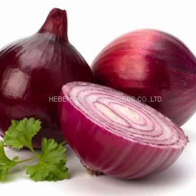 Chinese hot sale harvest quality vegetable hybrid red onion seeds