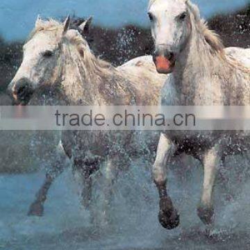 Horse Oil Paintings HR201