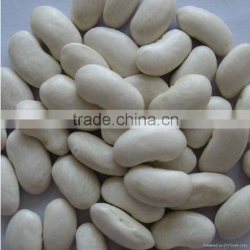 Dry and Fresh White Kidney Beans