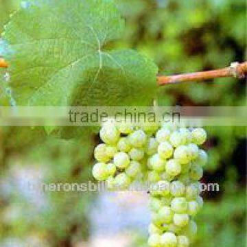 white grape juice concentrate