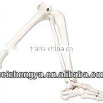 Life-Size Lower Extremity Model(Leg Skeleton With Foot)