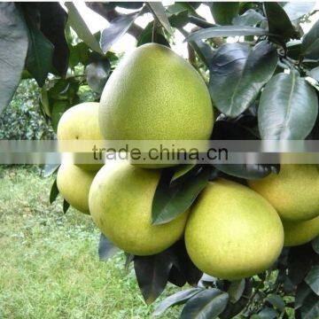 Buy new fresh green grapefruit pomelo for sale